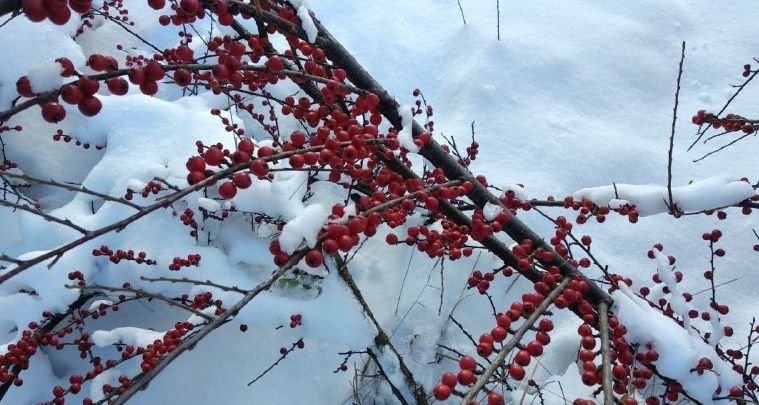 Синоптики попередили про сильні снігопади у четвер